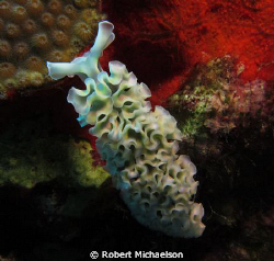 Lettuce "slug" at Capt Don's House Reef by Robert Michaelson 